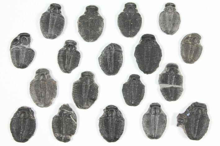 Lot: / to Elrathia Trilobite Molt Fossils - Pieces #92064